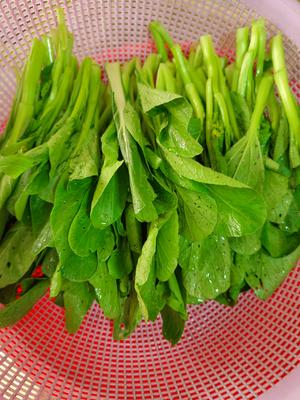鲜嫩爽脆的蚝油菜心