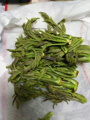 香椿酱
