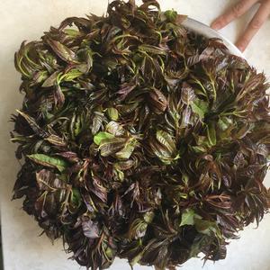 超下饭香椿酱