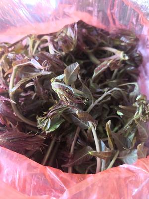 香椿的存放方法
