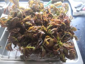 香椿的存放方法