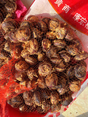 甘蔗马蹄饮（附甘蔗保存方法）