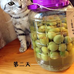 自酿超好喝的青梅酒/梅子酒