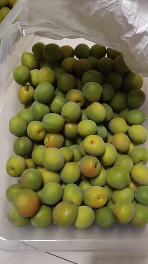 自制青梅版蜜饯