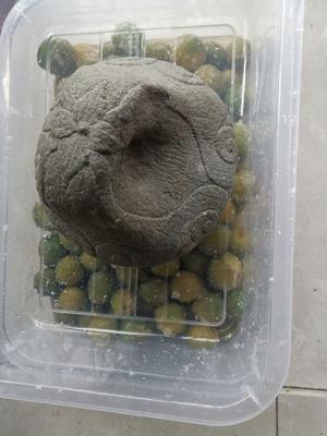 自制青梅版蜜饯