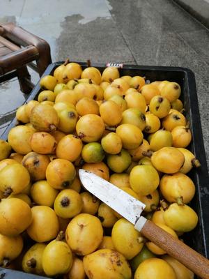 枇杷膏（不去皮）