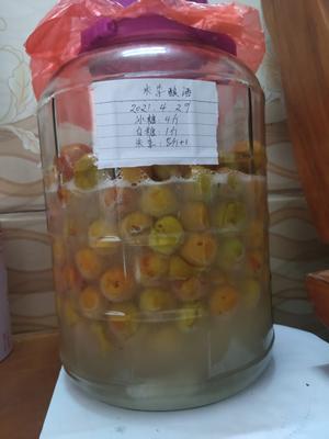 李子酿酒（无酒）