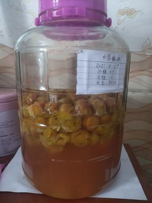 李子酿酒（无酒）