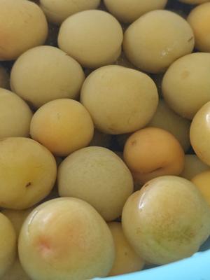 一口一个脆爽【腌李子】