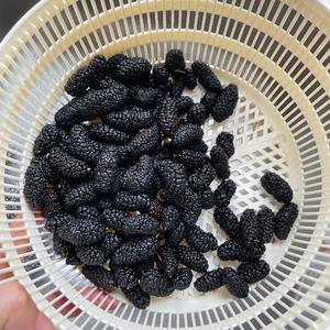 春日限定～桑葚撞奶