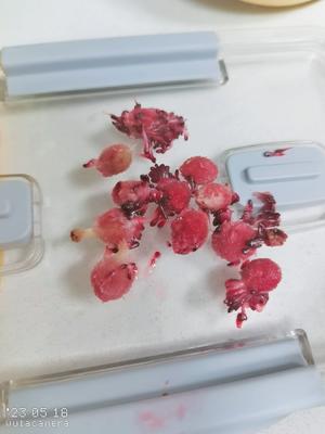 应该全网最快剥杨梅的方法！只要一小时就可以熬好杨梅果酱！