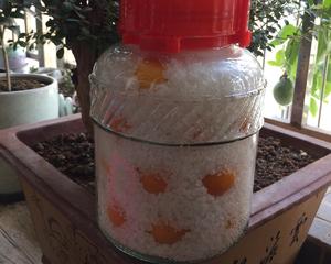 老中医推荐的止咳化痰咸金桔
