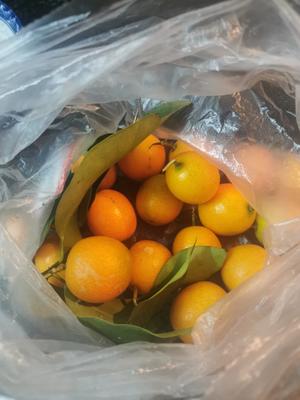超级有效的止咳食物—冰糖金桔