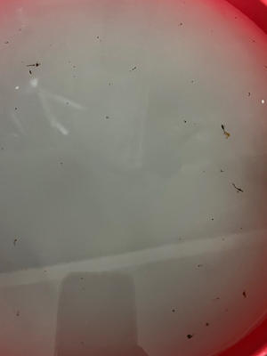 酸甜可口葡萄干