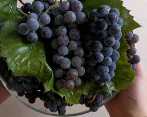 【自制葡萄果酱】有籽葡萄的做法+浓稠度对比
