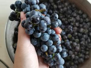 【自制葡萄果酱】有籽葡萄的做法+浓稠度对比