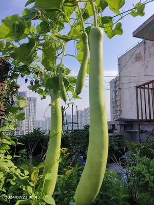 瓠瓜小豆腐