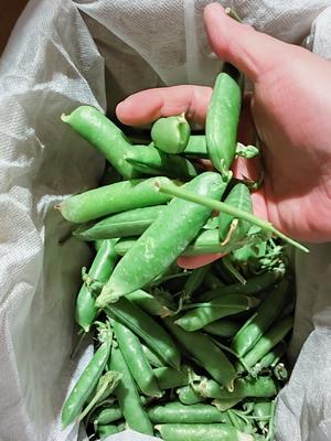 豌豆保存方法