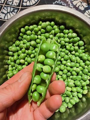 豌豆保存方法