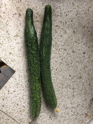 超级简单的酱青瓜