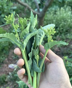 油菜苔这样炒来吃，真的比肉香！