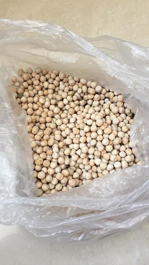 家庭水培豌豆苗