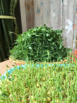 家庭水培豌豆苗
