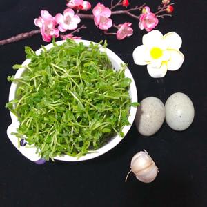 上汤皮蛋豆苗