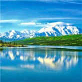 小麦草
