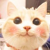 萌熊熊